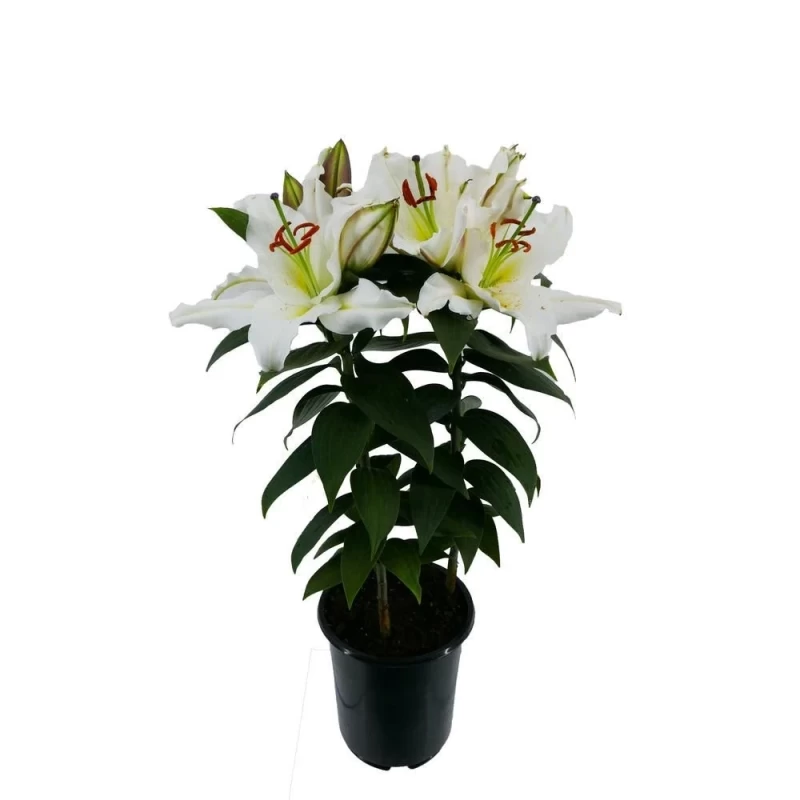 Lilyum Saksı Çiçeği