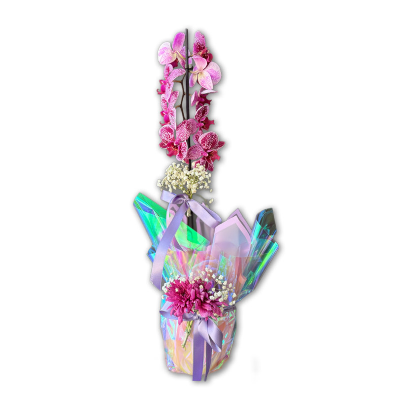 ÇİFT DAL PEMBE ORKİDE