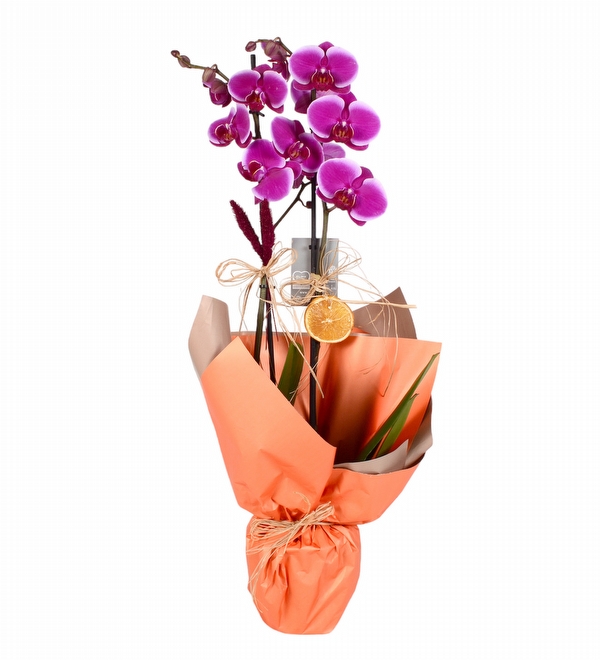 Turuncu Kağıtlı Saksıda Çift Dallı Mor Orkide